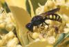 Ectemnius fossorius